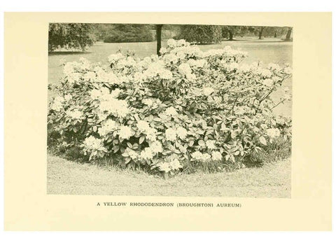 Reproducción/Reproduction 6465798683: The book of hardy flowers New York,Funk & Wagnalls company; [etc., etc.][1915] 