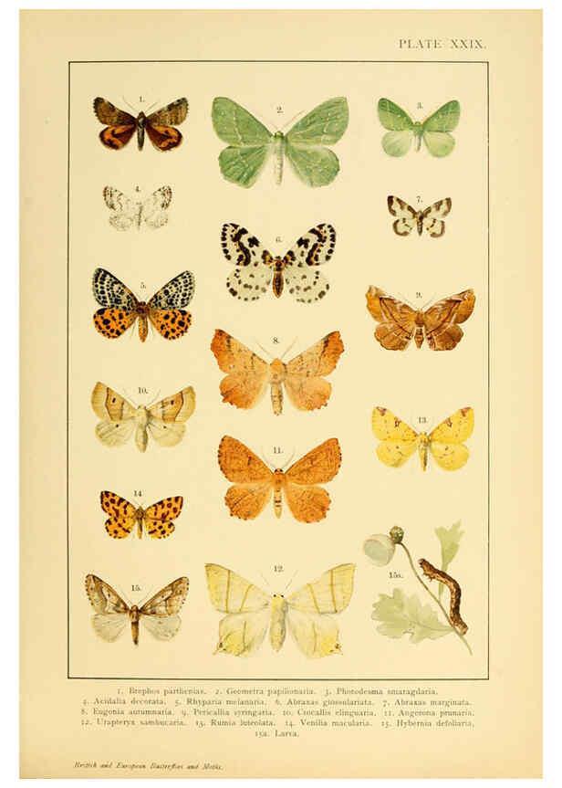 Reproducción/Reproduction 6466302899: British and European butterflies and moths (Macrolepidoptera) London,E. Nister;[1895] 