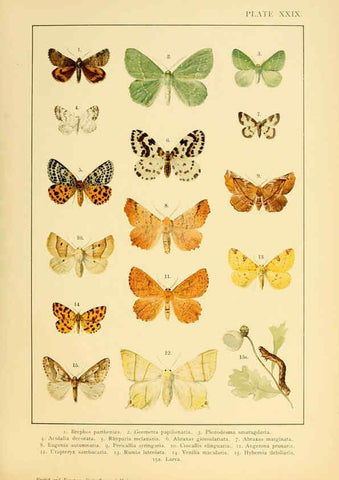 Reproducción/Reproduction 6466302899: British and European butterflies and moths (Macrolepidoptera) London,E. Nister;[1895] 