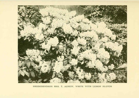 Reproducción/Reproduction 6465817365: The book of hardy flowers New York,Funk & Wagnalls company; [etc., etc.][1915] 