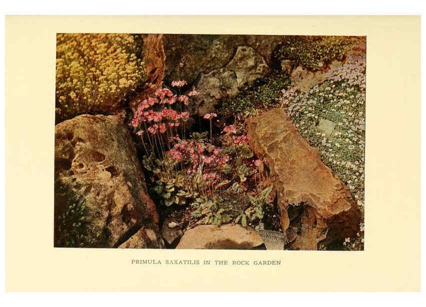 Reproducción/Reproduction 6465814539: The book of hardy flowers New York,Funk & Wagnalls company; [etc., etc.][1915] 
