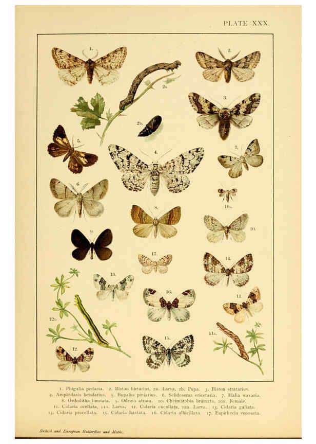Reproducción/Reproduction 6466303477: British and European butterflies and moths (Macrolepidoptera) London,E. Nister;[1895] 