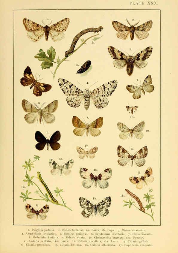Reproducción/Reproduction 6466303477: British and European butterflies and moths (Macrolepidoptera) London,E. Nister;[1895] 