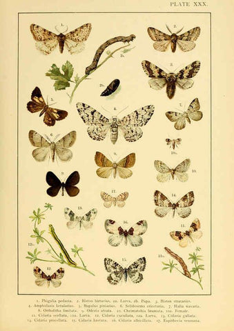 Reproducción/Reproduction 6466303477: British and European butterflies and moths (Macrolepidoptera) London,E. Nister;[1895] 