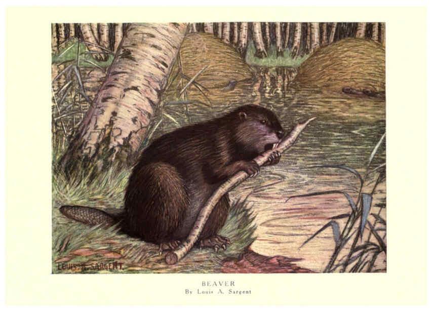 Reproducción/Reproduction 6505656195: The wild beasts of the world. v.1. London :T. C. & E. C. Jack,[1909?] 