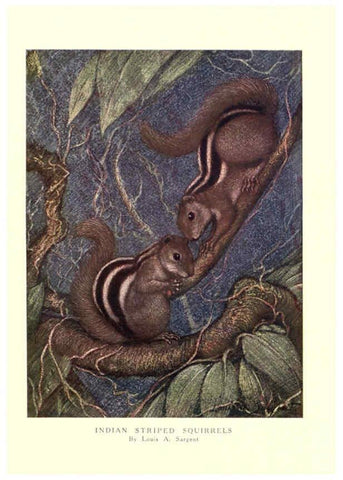Reproducción/Reproduction 6505656743: The wild beasts of the world. v.1. London :T. C. & E. C. Jack,[1909?] 