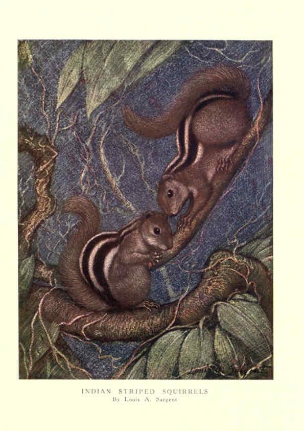 Reproducción/Reproduction 6505656743: The wild beasts of the world. v.1. London :T. C. & E. C. Jack,[1909?] 