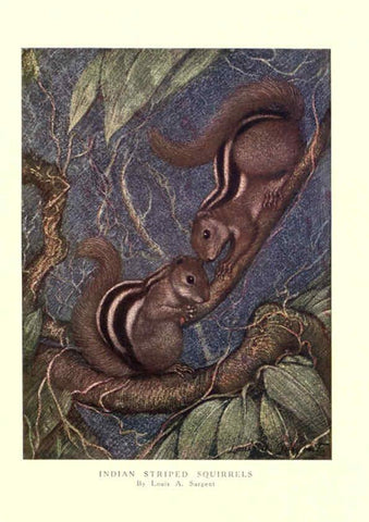 Reproducción/Reproduction 6505656743: The wild beasts of the world. v.1. London :T. C. & E. C. Jack,[1909?] 