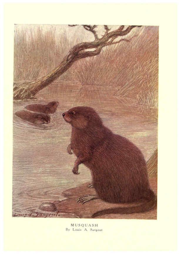 Reproducción/Reproduction 6505657323: The wild beasts of the world. v.1. London :T. C. & E. C. Jack,[1909?] 
