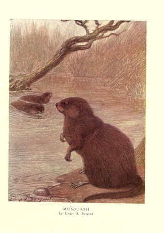 Reproducción/Reproduction 6505657323: The wild beasts of the world. v.1. London :T. C. & E. C. Jack,[1909?] 