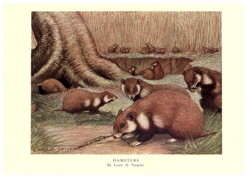 Reproducción/Reproduction 6505657729: The wild beasts of the world. v.1. London :T. C. & E. C. Jack,[1909?] 