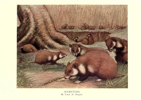Reproducción/Reproduction 6505657729: The wild beasts of the world. v.1. London :T. C. & E. C. Jack,[1909?] 