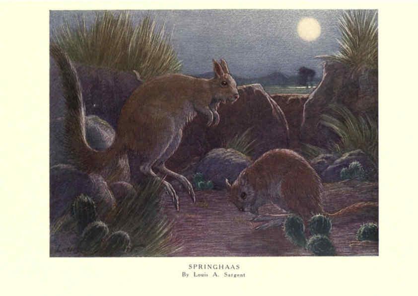 Reproducción/Reproduction 6505658293: The wild beasts of the world. v.1. London :T. C. & E. C. Jack,[1909?] 