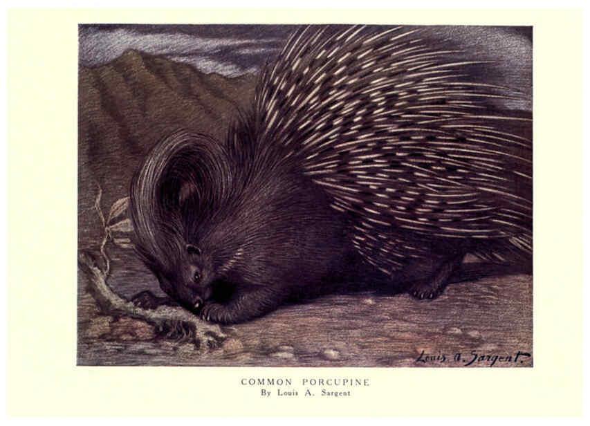 Reproducción/Reproduction 6505658699: The wild beasts of the world. v.1. London :T. C. & E. C. Jack,[1909?] 