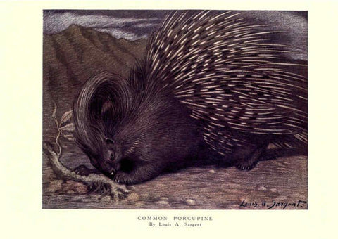 Reproducción/Reproduction 6505658699: The wild beasts of the world. v.1. London :T. C. & E. C. Jack,[1909?] 
