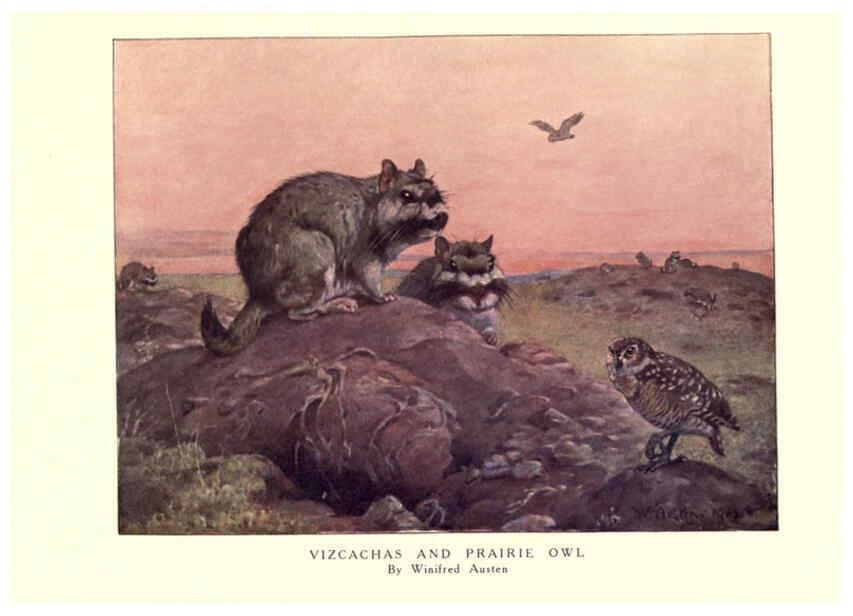 Reproducción/Reproduction 6505659257: The wild beasts of the world. v.1. London :T. C. & E. C. Jack,[1909?] 