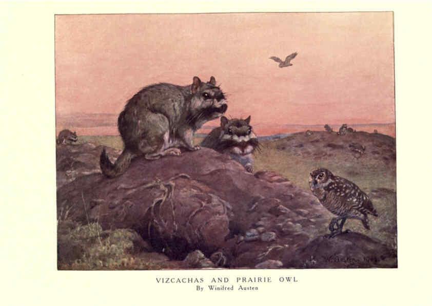 Reproducción/Reproduction 6505659257: The wild beasts of the world. v.1. London :T. C. & E. C. Jack,[1909?] 