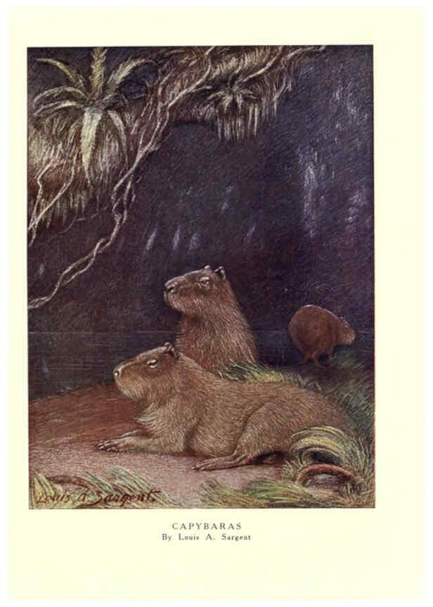 Reproducción/Reproduction 6505659777: The wild beasts of the world. v.1. London :T. C. & E. C. Jack,[1909?] 