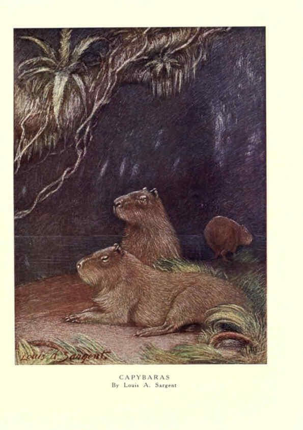 Reproducción/Reproduction 6505659777: The wild beasts of the world. v.1. London :T. C. & E. C. Jack,[1909?] 
