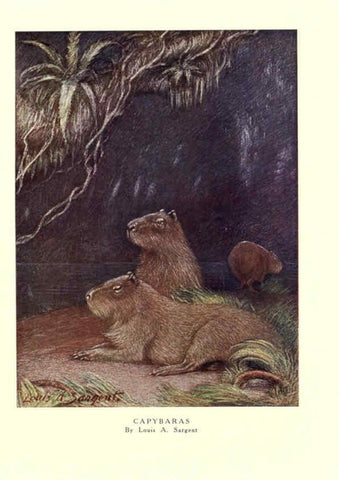 Reproducción/Reproduction 6505659777: The wild beasts of the world. v.1. London :T. C. & E. C. Jack,[1909?] 