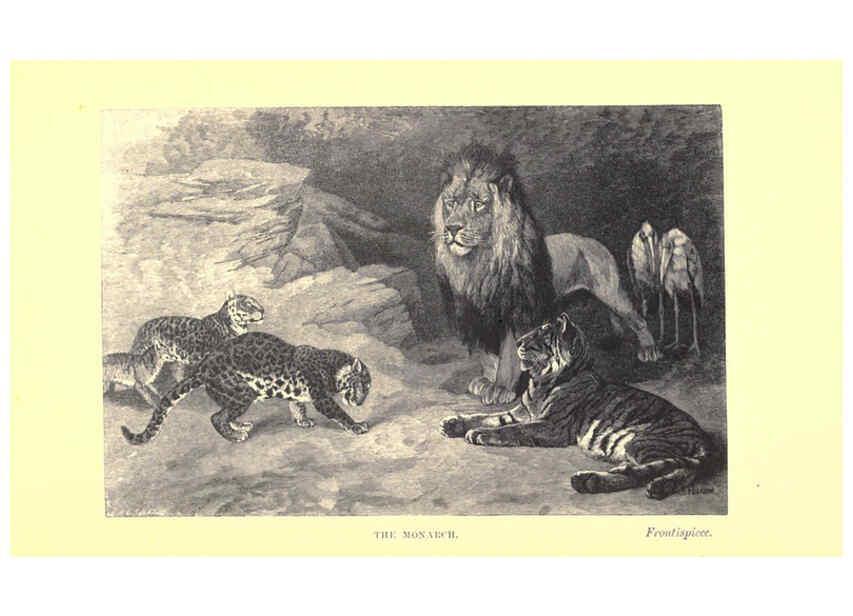 Reproducción/Reproduction 6505679893: Wild beasts and their ways London,Macmillan and co.,1890