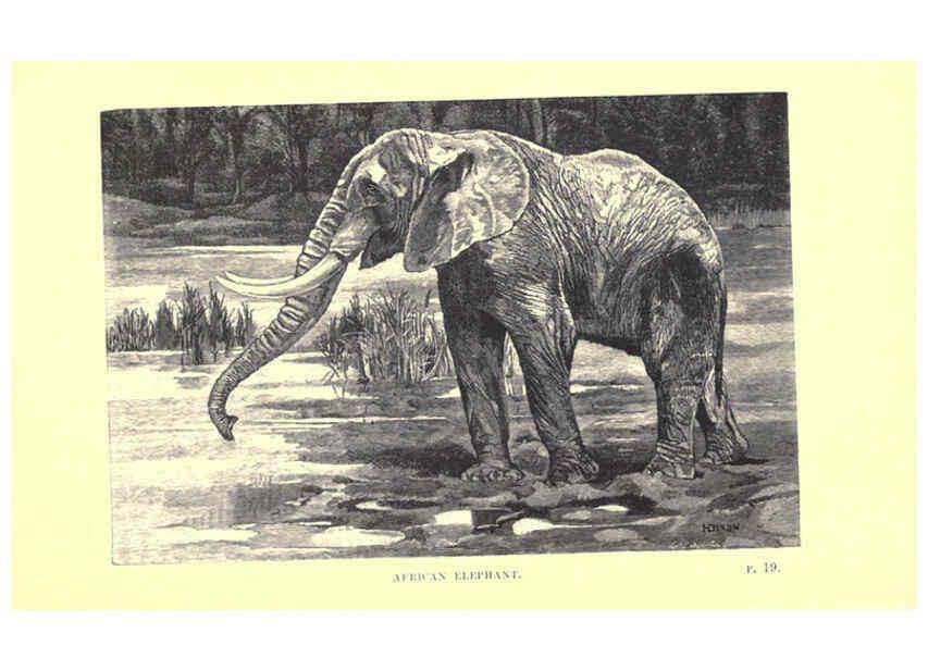 Reproducción/Reproduction 6505680261: Wild beasts and their ways London,Macmillan and co.,1890