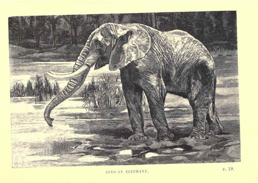 Reproducción/Reproduction 6505680261: Wild beasts and their ways London,Macmillan and co.,1890
