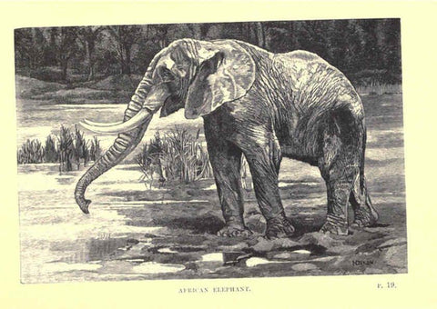 Reproducción/Reproduction 6505680261: Wild beasts and their ways London,Macmillan and co.,1890