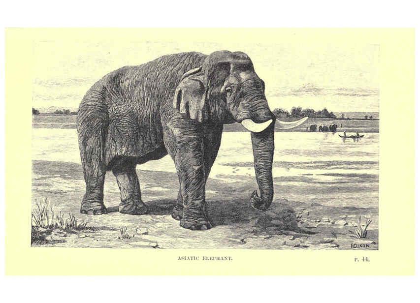 Reproducción/Reproduction 6505680573: Wild beasts and their ways London,Macmillan and co.,1890