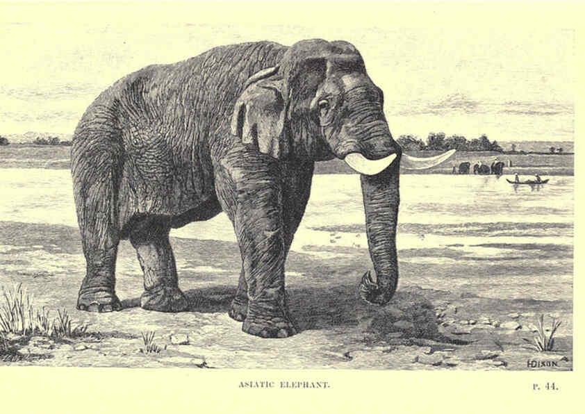 Reproducción/Reproduction 6505680573: Wild beasts and their ways London,Macmillan and co.,1890
