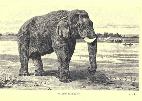 Reproducción/Reproduction 6505680573: Wild beasts and their ways London,Macmillan and co.,1890