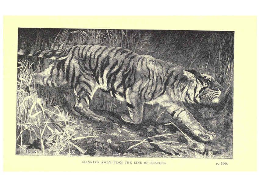 Reproducción/Reproduction 6505682005: Wild beasts and their ways London,Macmillan and co.,1890