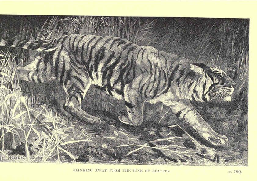 Reproducción/Reproduction 6505682005: Wild beasts and their ways London,Macmillan and co.,1890