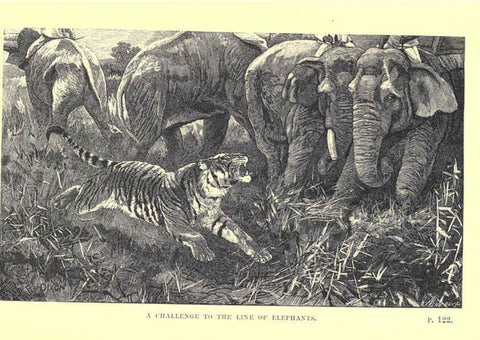 Reproducción/Reproduction 6505682937: Wild beasts and their ways London,Macmillan and co.,1890