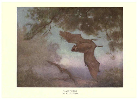 Reproducción/Reproduction 6505655577: The wild beasts of the world. v.1. London :T. C. & E. C. Jack,[1909?] 