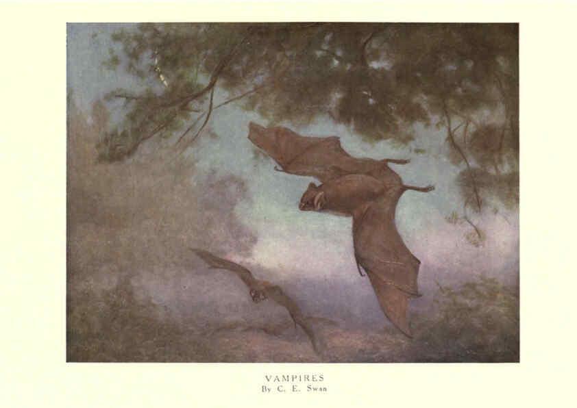 Reproducción/Reproduction 6505655577: The wild beasts of the world. v.1. London :T. C. & E. C. Jack,[1909?] 