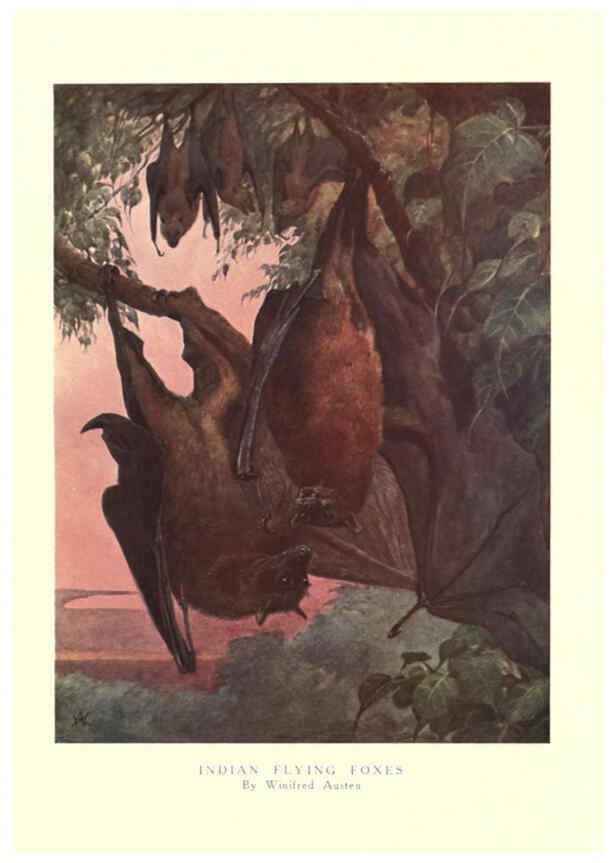 Reproducción/Reproduction 6505655137: The wild beasts of the world. v.1. London :T. C. & E. C. Jack,[1909?] 