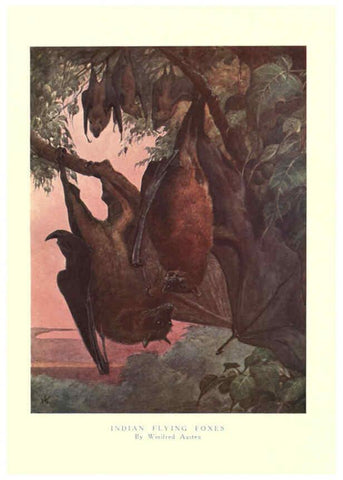 Reproducción/Reproduction 6505655137: The wild beasts of the world. v.1. London :T. C. & E. C. Jack,[1909?] 