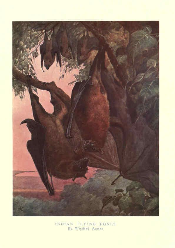 Reproducción/Reproduction 6505655137: The wild beasts of the world. v.1. London :T. C. & E. C. Jack,[1909?] 