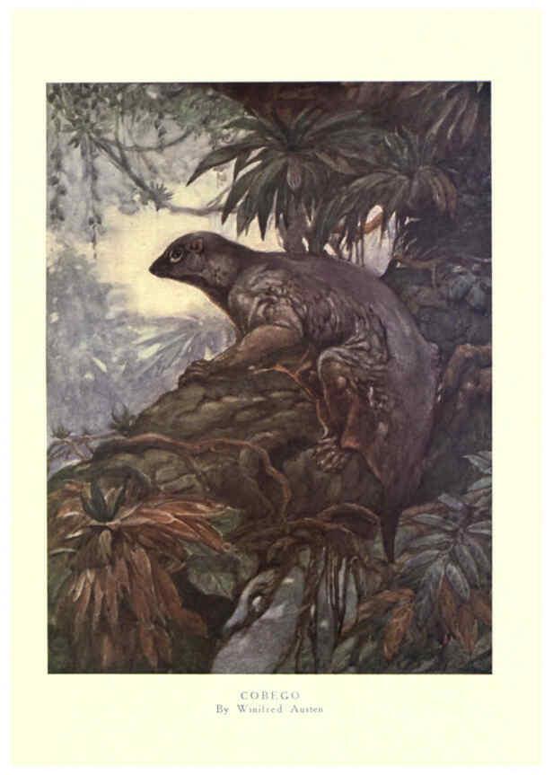 Reproducción/Reproduction 6505654617: The wild beasts of the world. v.1. London :T. C. & E. C. Jack,[1909?] 