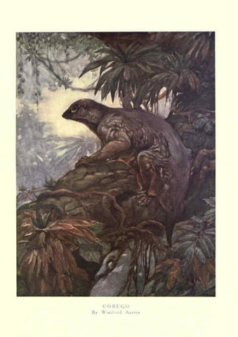 Reproducción/Reproduction 6505654617: The wild beasts of the world. v.1. London :T. C. & E. C. Jack,[1909?] 