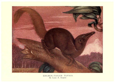 Reproducción/Reproduction 6505654199: The wild beasts of the world. v.1. London :T. C. & E. C. Jack,[1909?] 