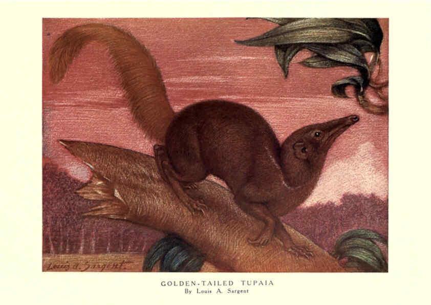 Reproducción/Reproduction 6505654199: The wild beasts of the world. v.1. London :T. C. & E. C. Jack,[1909?] 