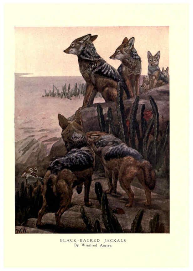 Reproducción/Reproduction 6505645293: The wild beasts of the world. v.1. London :T. C. & E. C. Jack,[1909?] 