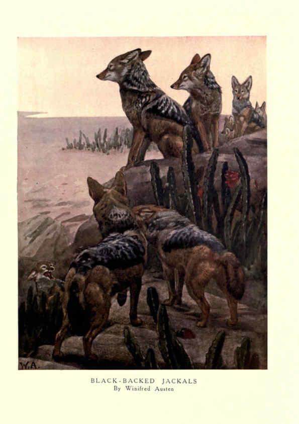 Reproducción/Reproduction 6505645293: The wild beasts of the world. v.1. London :T. C. & E. C. Jack,[1909?] 