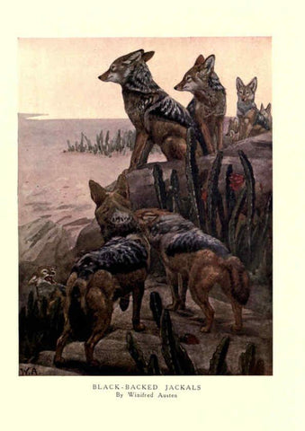 Reproducción/Reproduction 6505645293: The wild beasts of the world. v.1. London :T. C. & E. C. Jack,[1909?] 