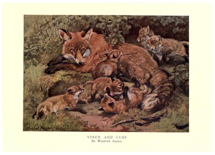 Reproducción/Reproduction 6505645901: The wild beasts of the world. v.1. London :T. C. & E. C. Jack,[1909?] 