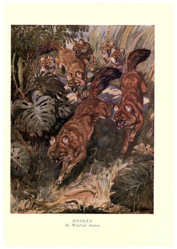 Reproducción/Reproduction 6505646451: The wild beasts of the world. v.1. London :T. C. & E. C. Jack,[1909?] 