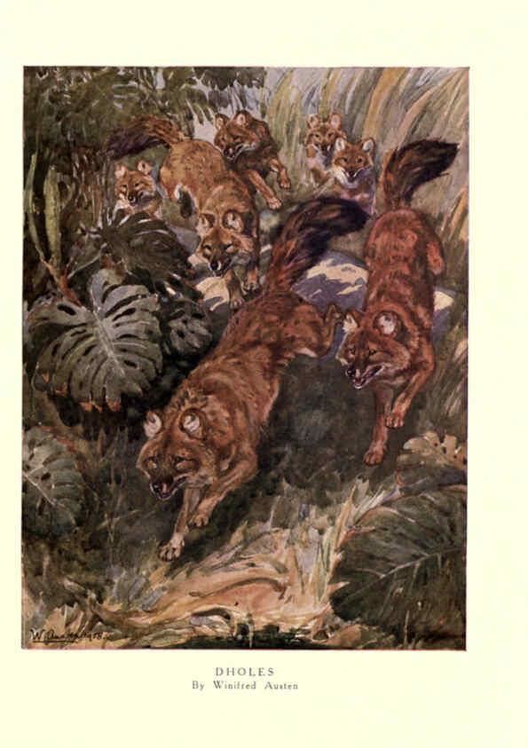 Reproducción/Reproduction 6505646451: The wild beasts of the world. v.1. London :T. C. & E. C. Jack,[1909?] 