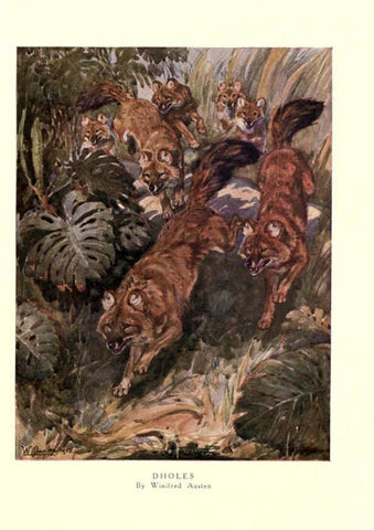 Reproducción/Reproduction 6505646451: The wild beasts of the world. v.1. London :T. C. & E. C. Jack,[1909?] 